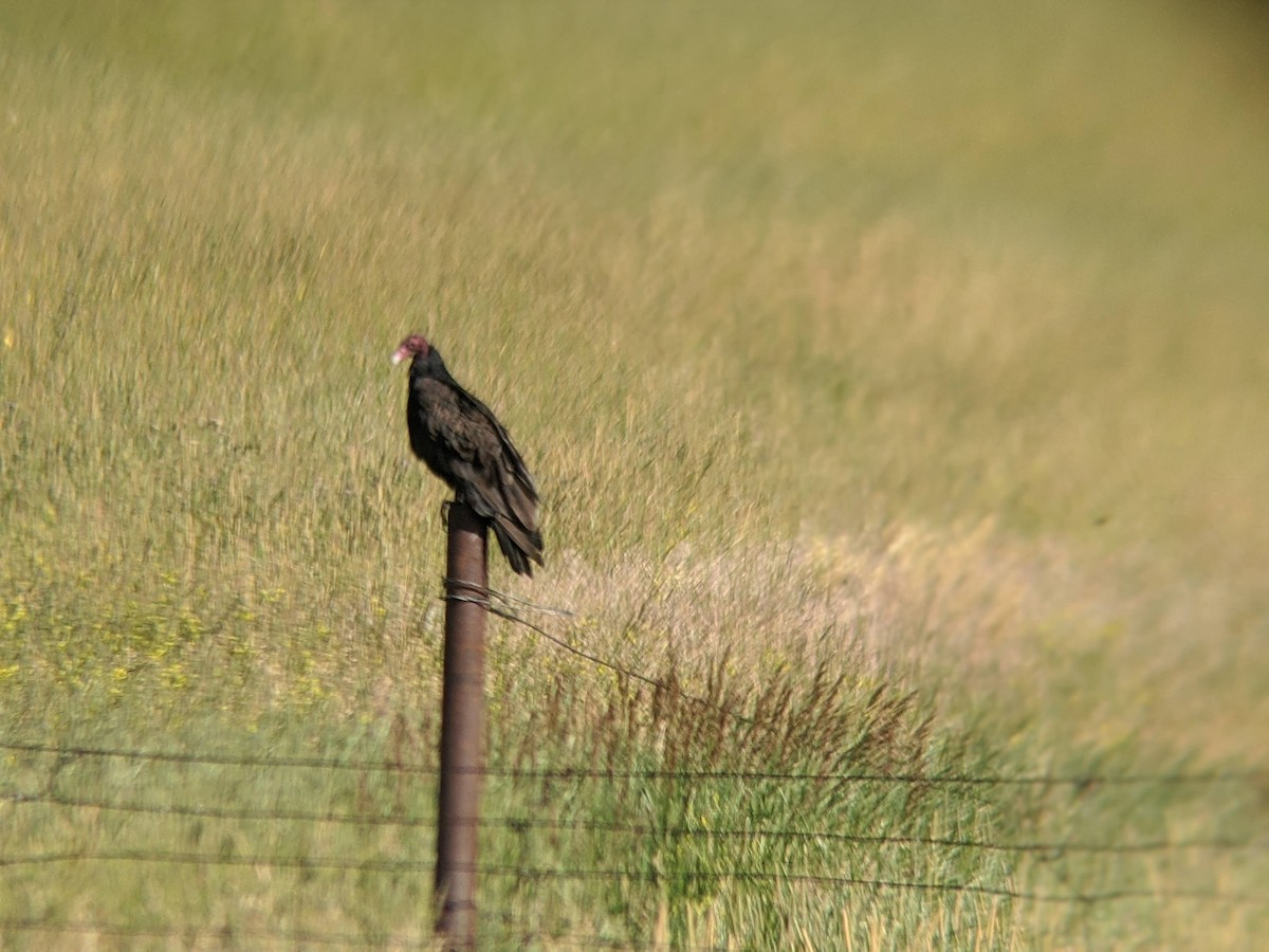 Turkey Vulture - ML251663631