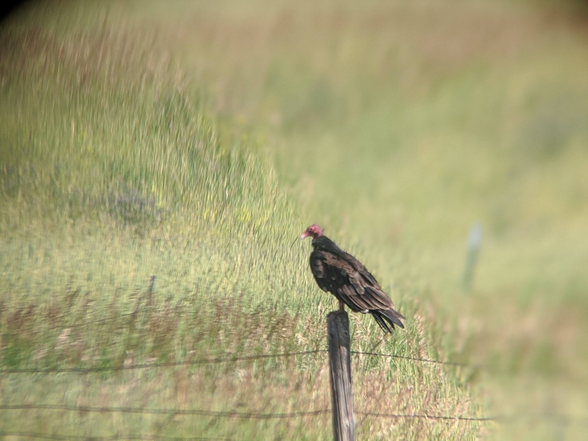 Turkey Vulture - Lauren Udey