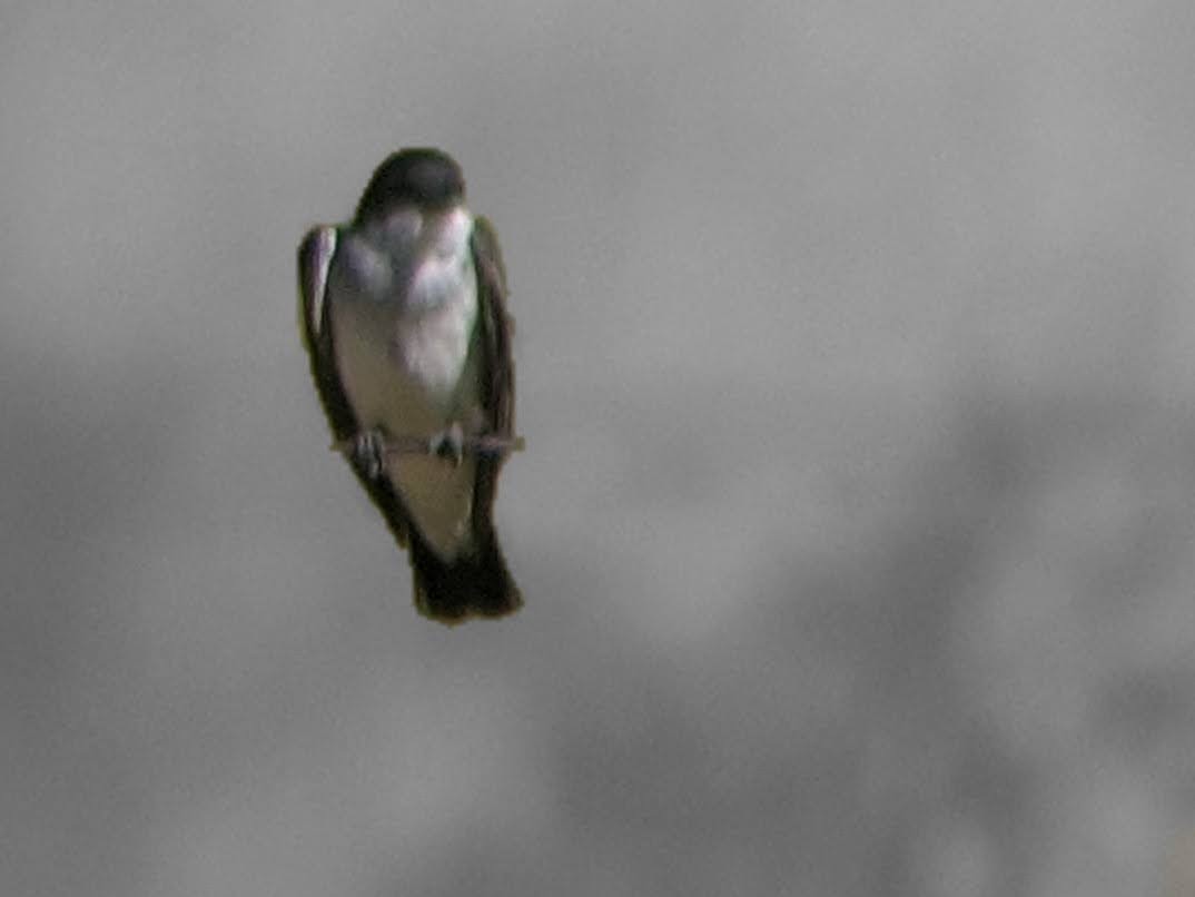 Eastern Kingbird - ML251663681