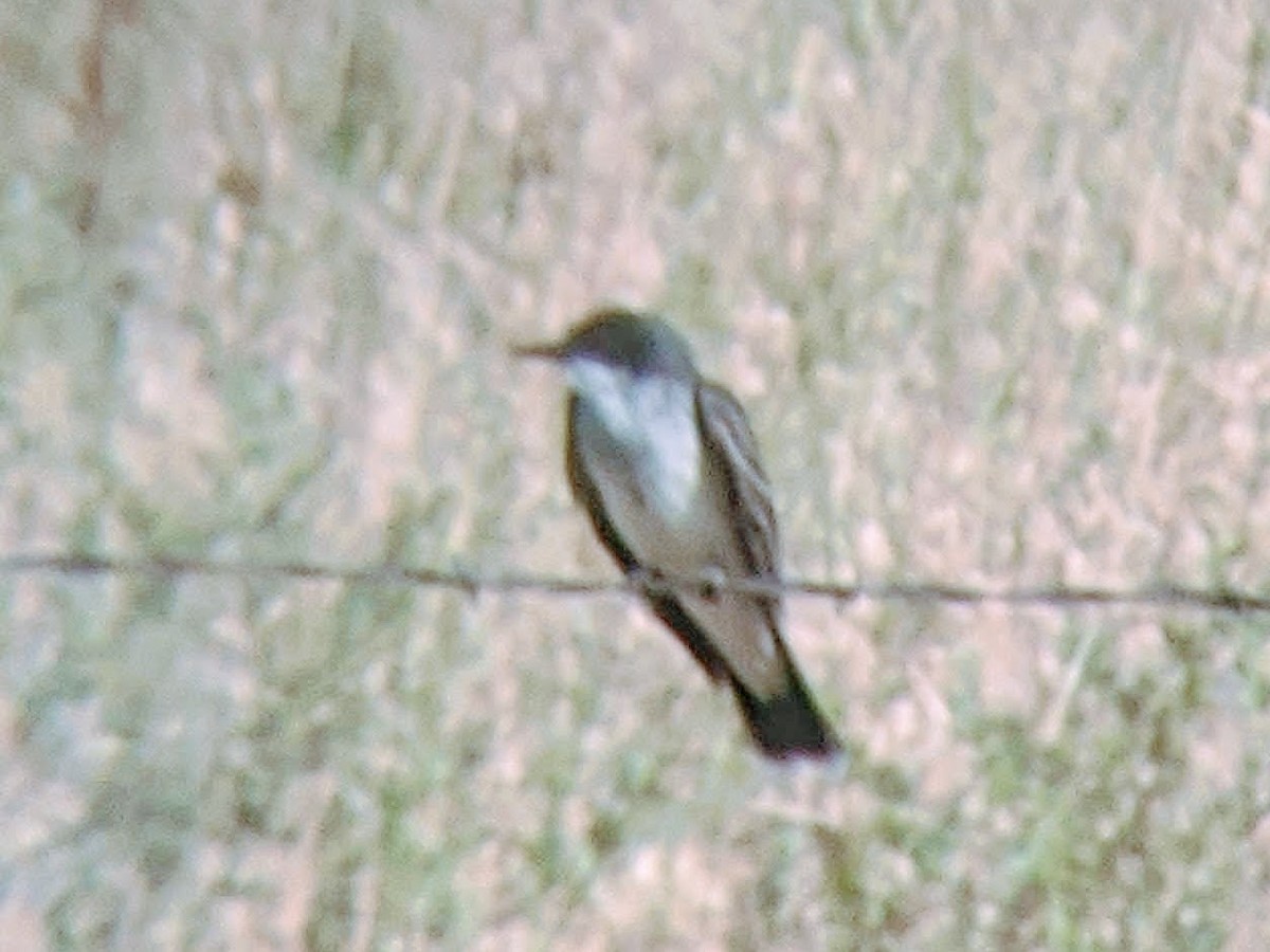 Eastern Kingbird - Lauren Udey