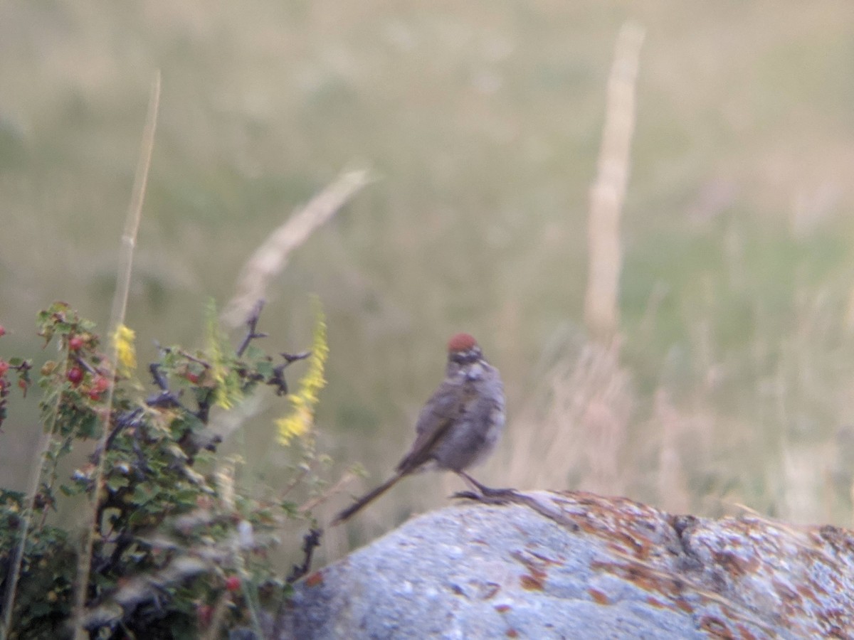 Green-tailed Towhee - Lauren Udey