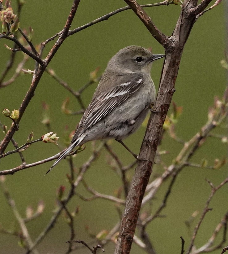 Pine Warbler - ML251665151