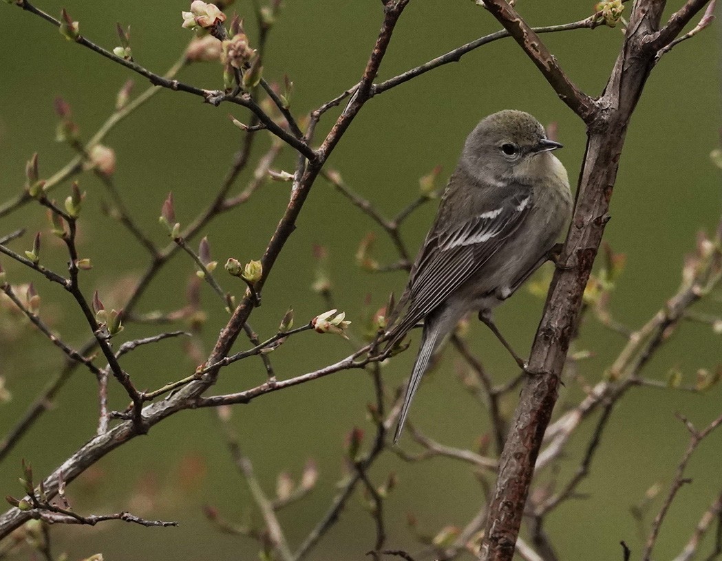 Pine Warbler - Amy Swarr