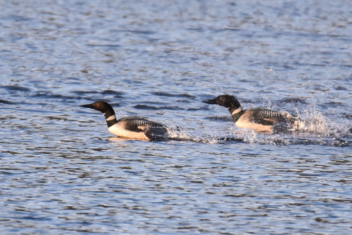 Common Loon - ML251665391