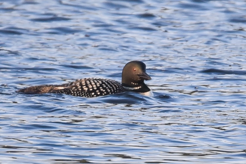 Common Loon - ML251665421