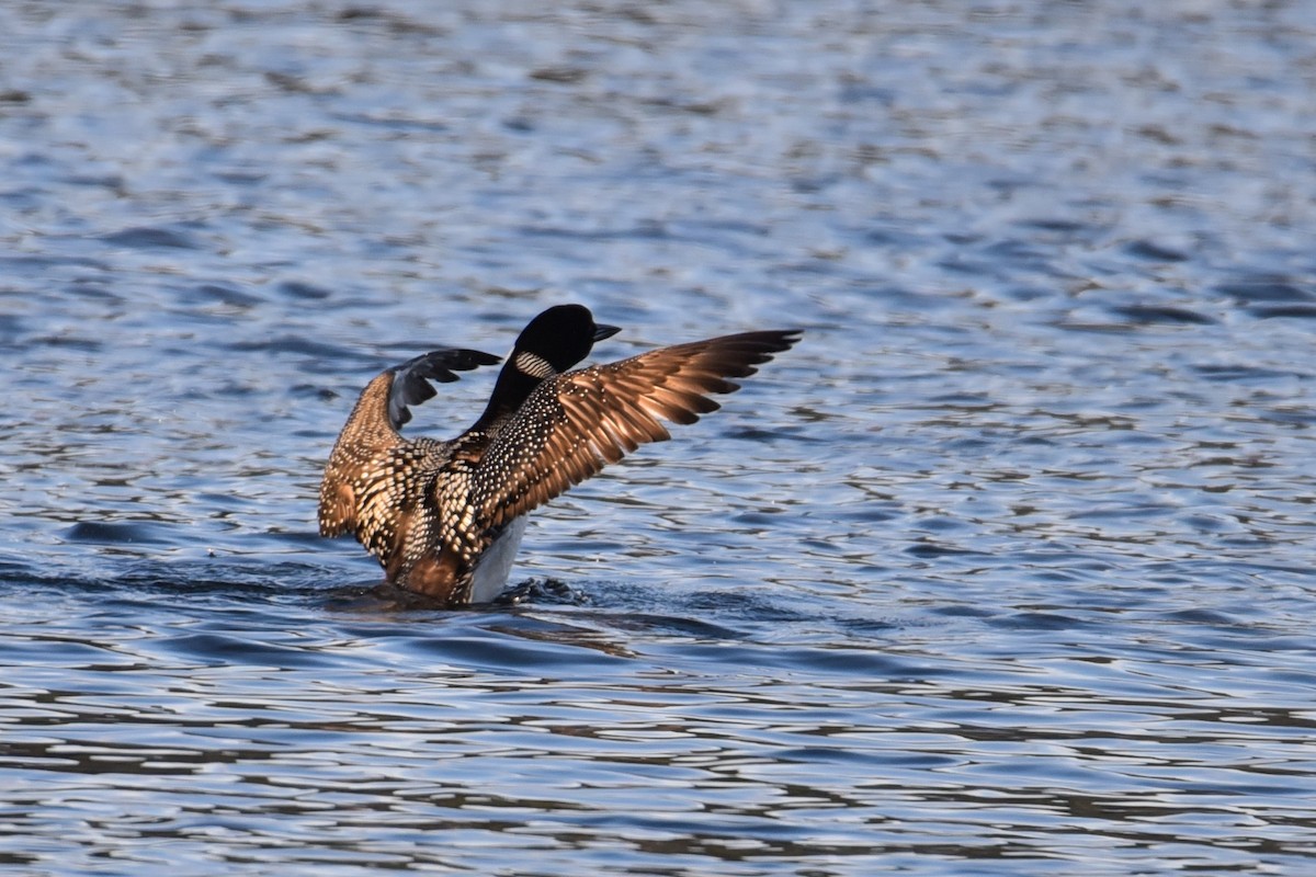 Common Loon - Maryse Neukomm