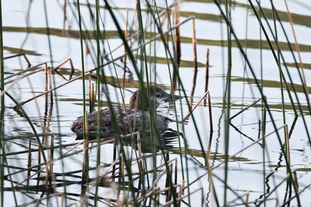 Common Loon - ML251665531