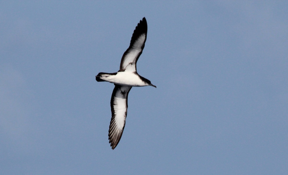 Manx Shearwater - ML25166671