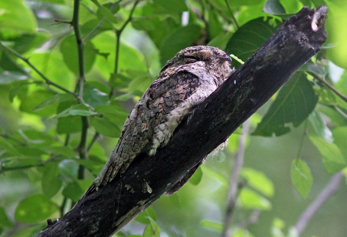 Jungle Nightjar - ML251666841