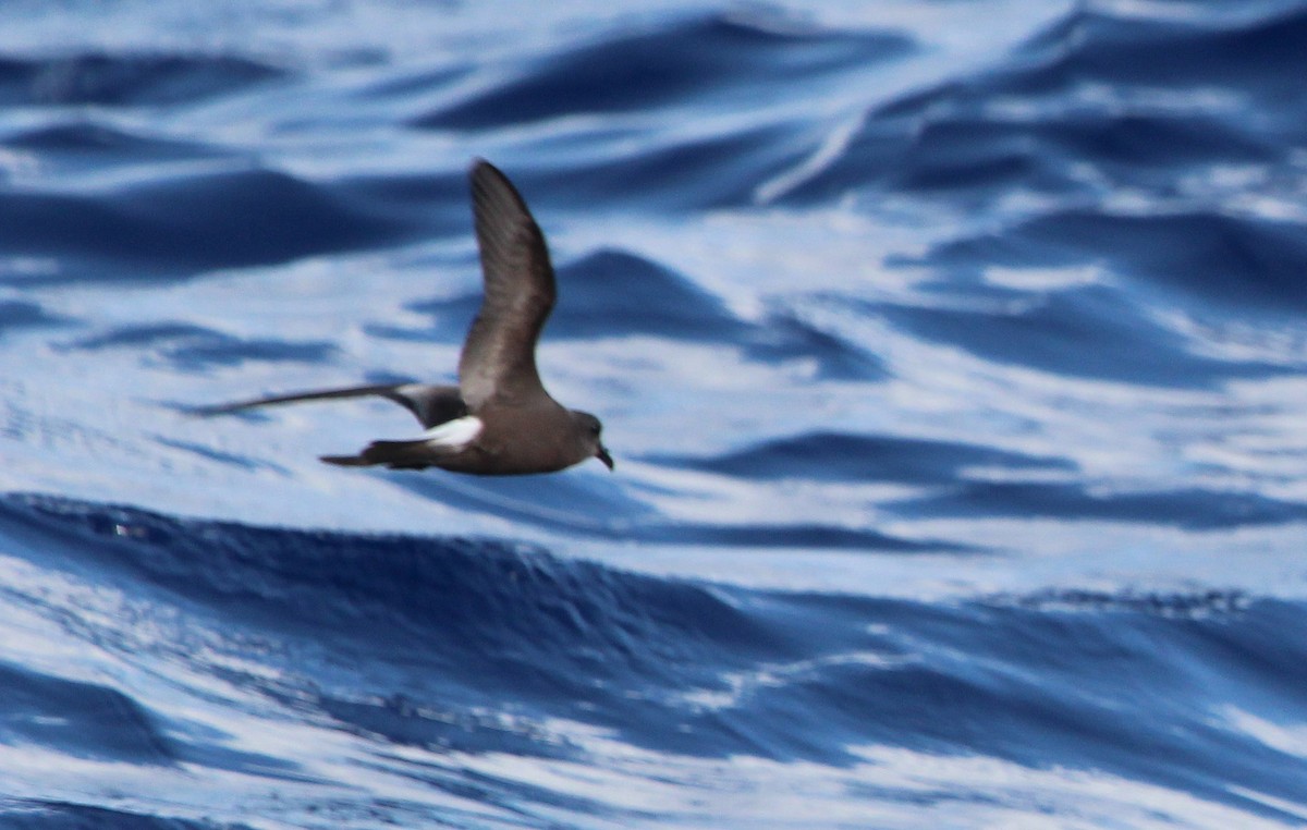 Leach's Storm-Petrel - ML25166801