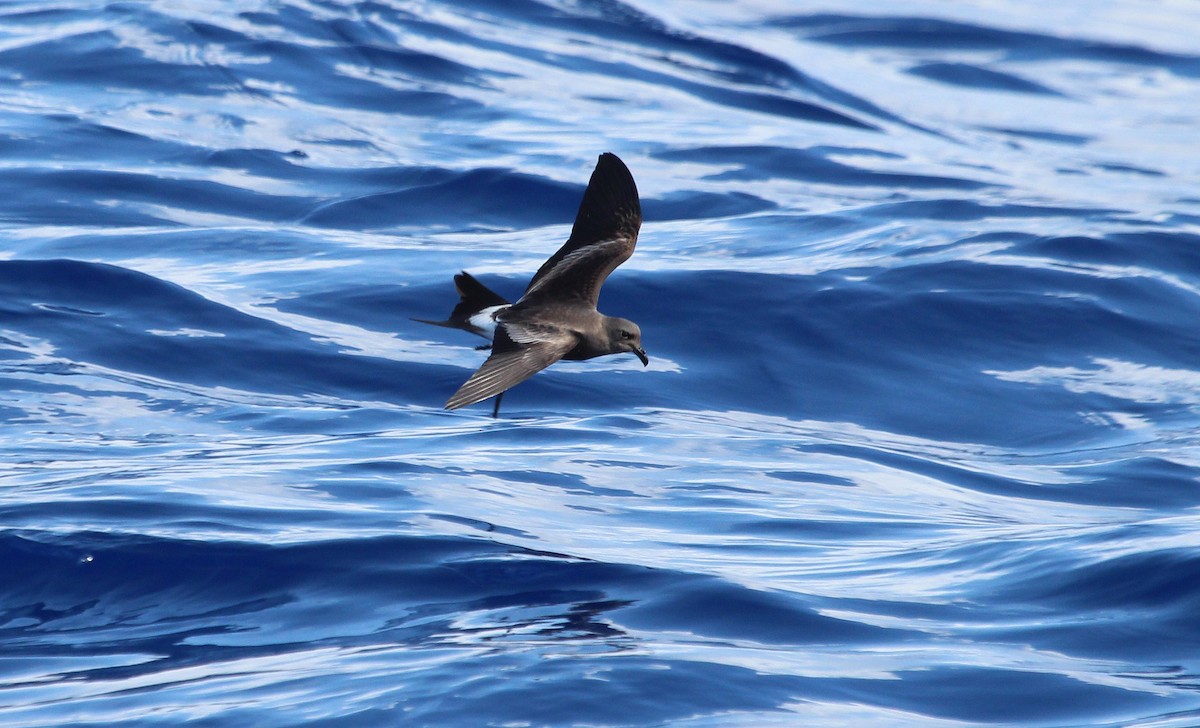 Leach's Storm-Petrel - ML25166811