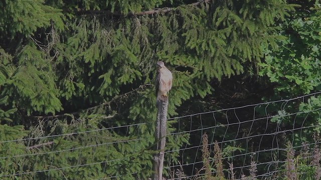 Ойн сар - ML251668401