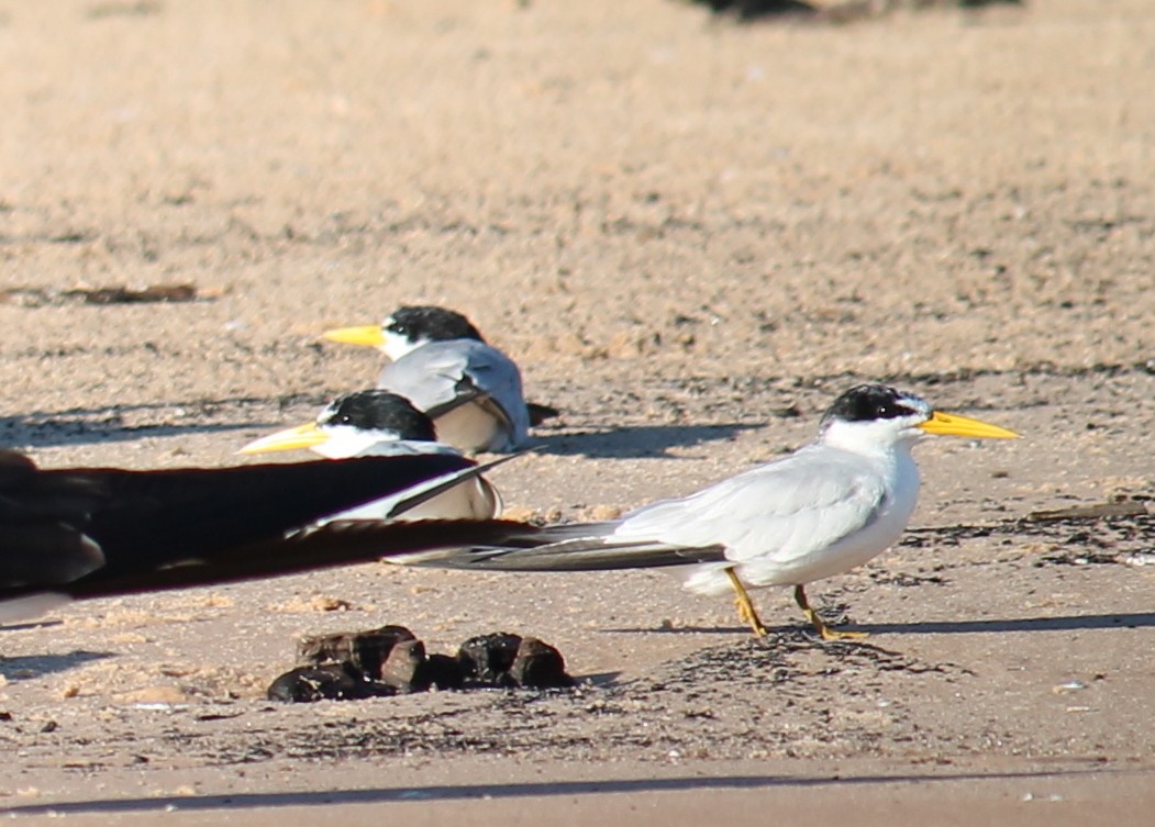 Yellow-billed Tern - ML251670921