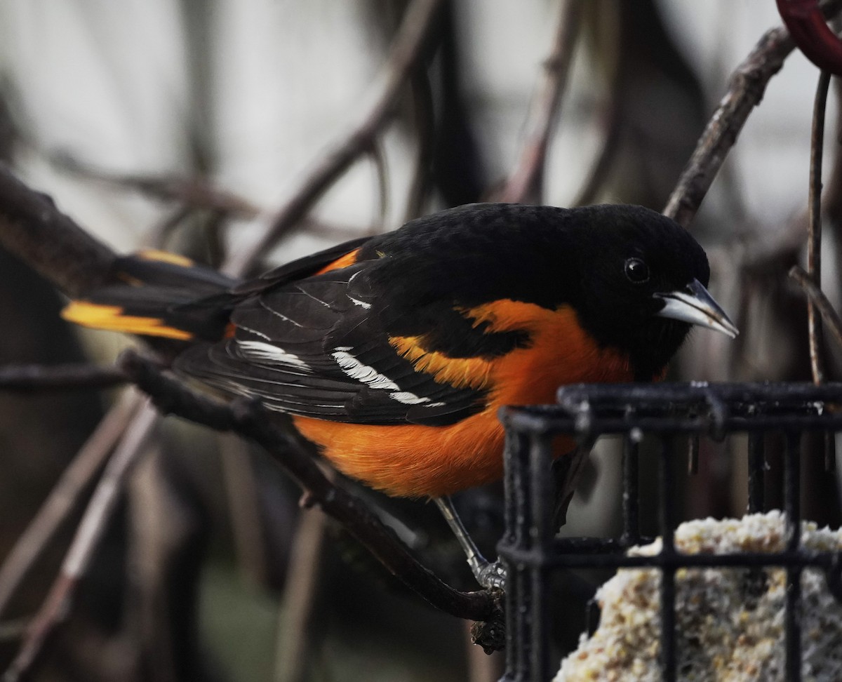 Baltimore Oriole - Amy Swarr