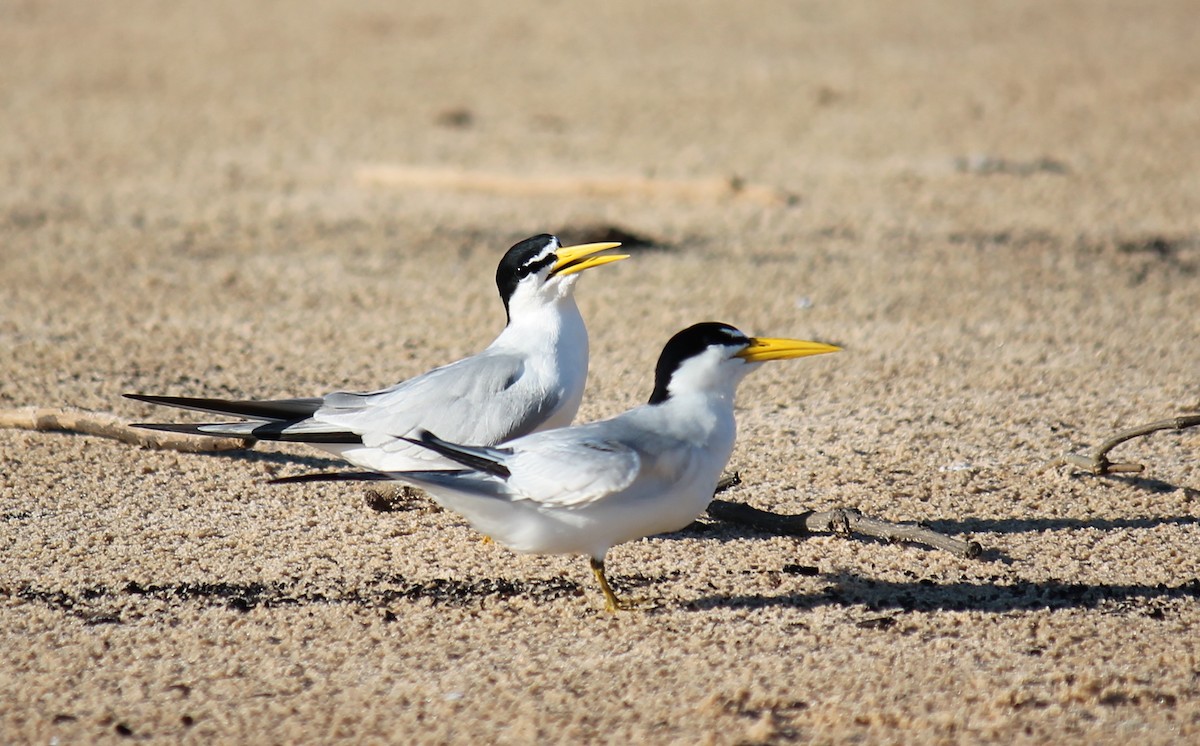 Yellow-billed Tern - ML251670981