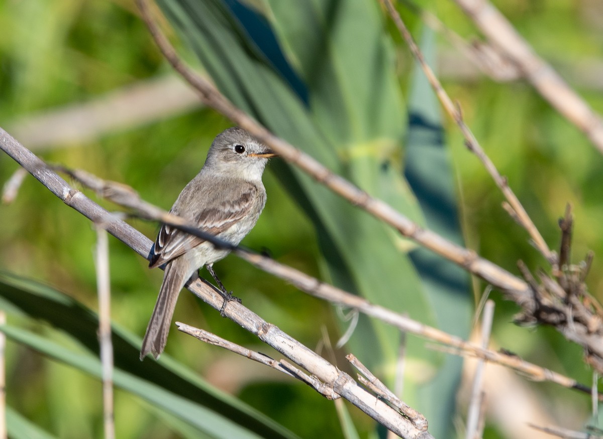 Gray Flycatcher - ML251671471