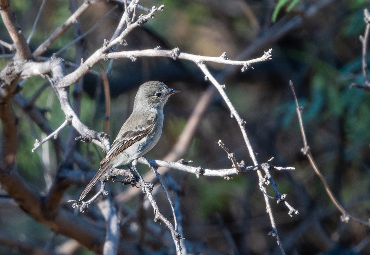 Gray Flycatcher - ML251671481