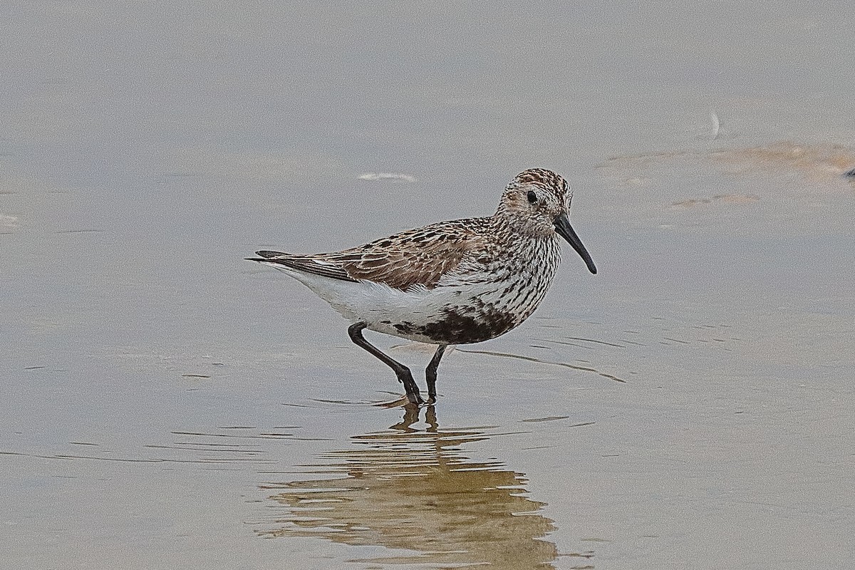 Dunlin - ML251671651