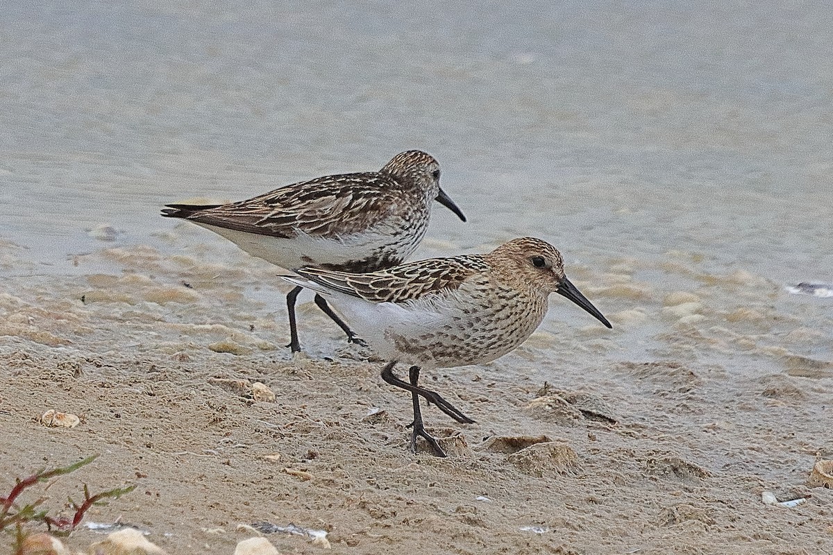 Alpenstrandläufer - ML251671661