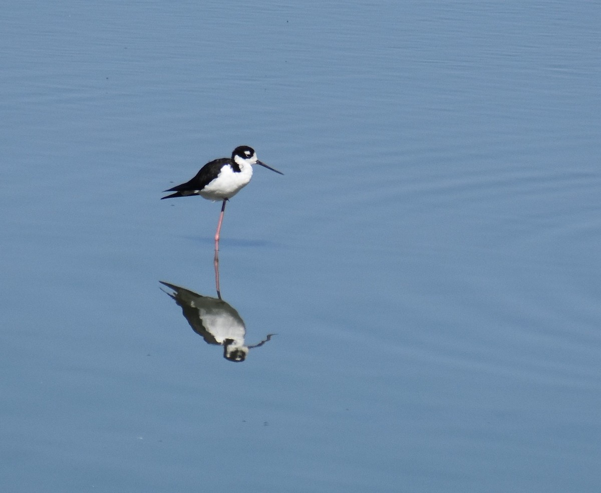 Black-necked Stilt - ML251672801