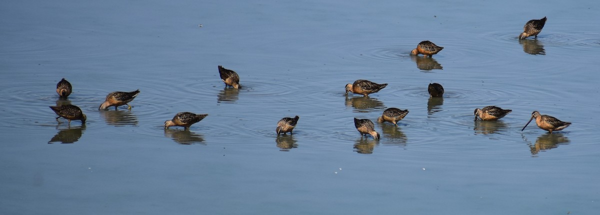 Long-billed Dowitcher - ML251672851