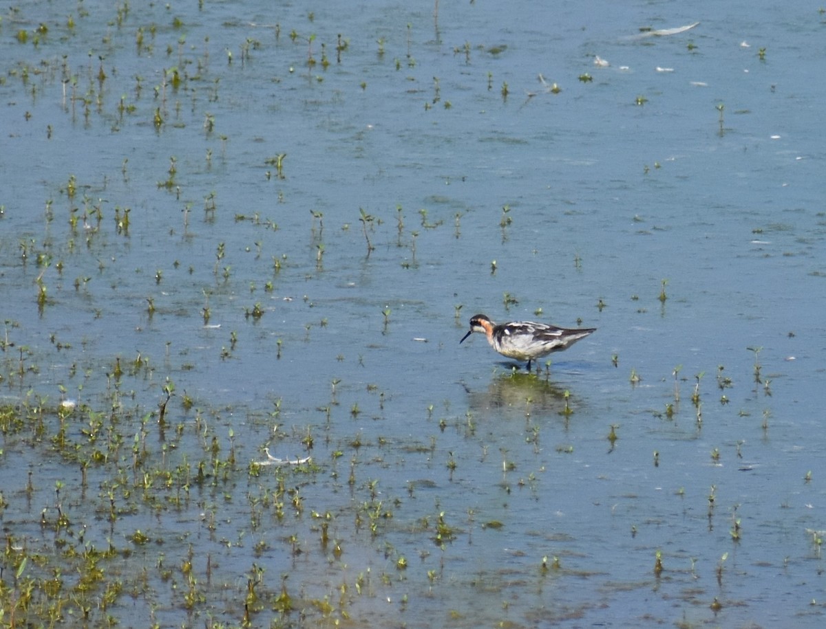 Круглоносый плавунчик - ML251673051