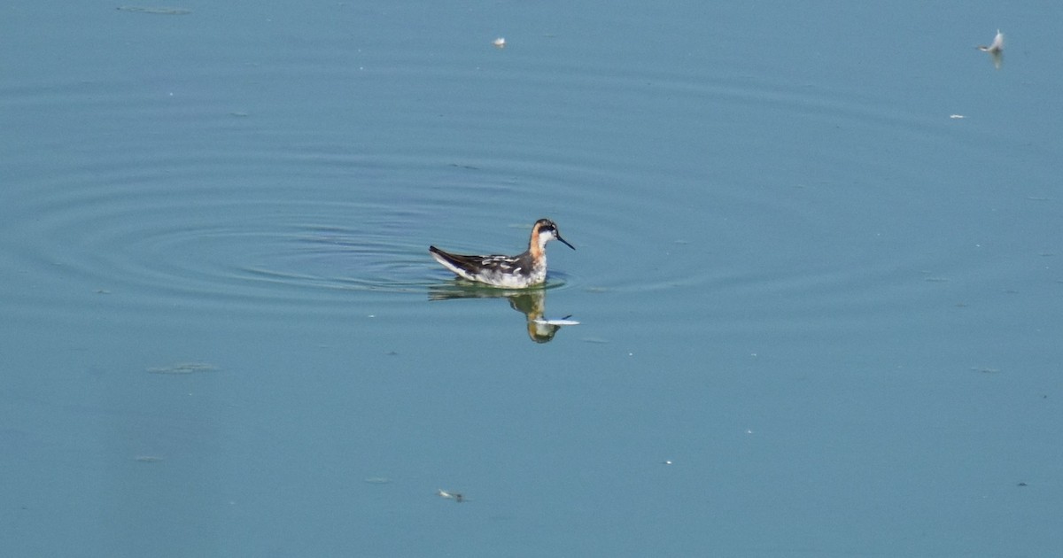 Круглоносый плавунчик - ML251673071