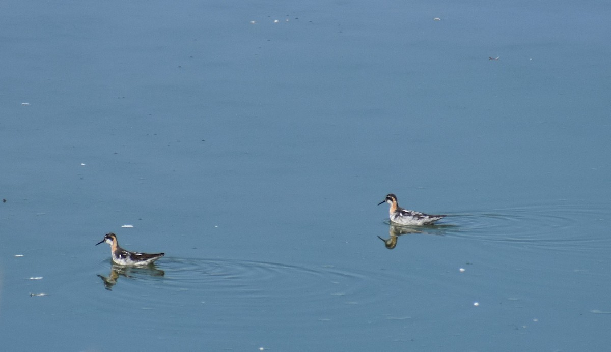 Phalarope à bec étroit - ML251673081