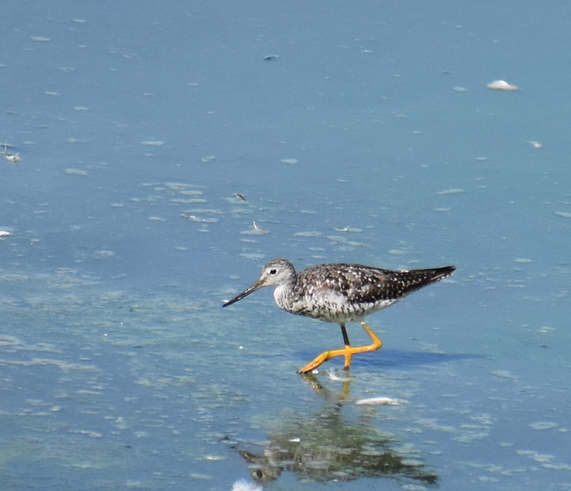 Greater Yellowlegs - ML251673261