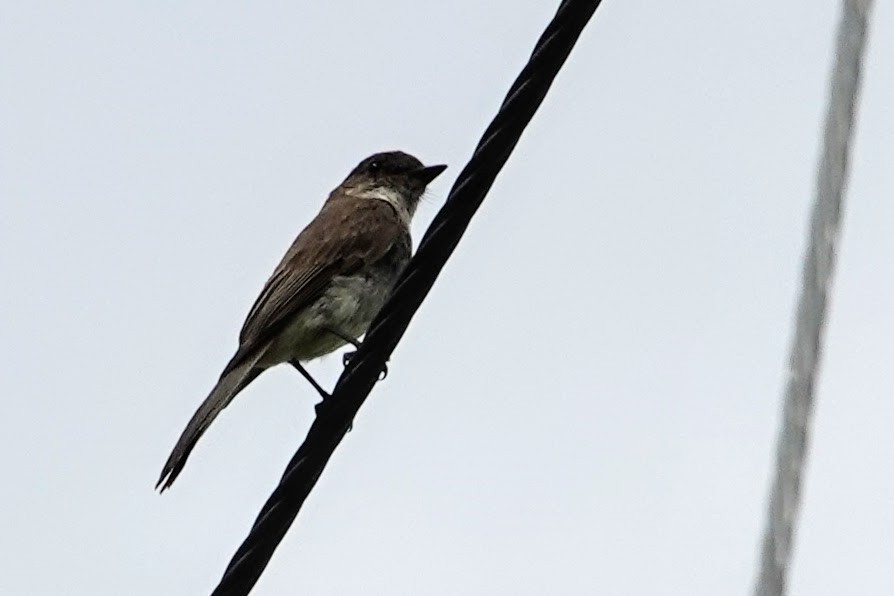 Mosquero Fibí - ML251673441