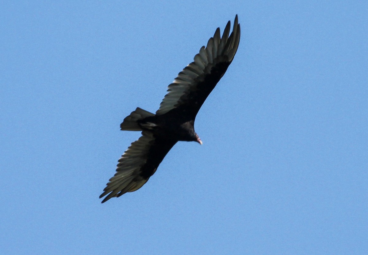 Turkey Vulture - ML251674661