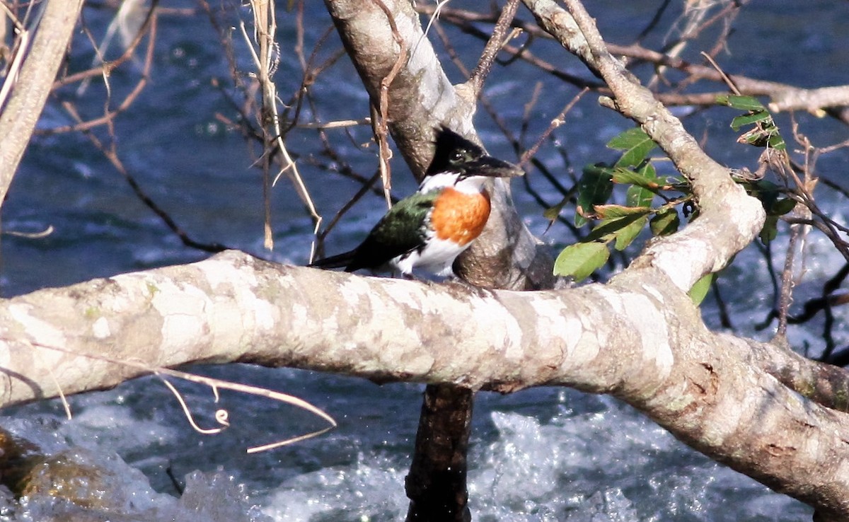 Amazon Kingfisher - ML25167491