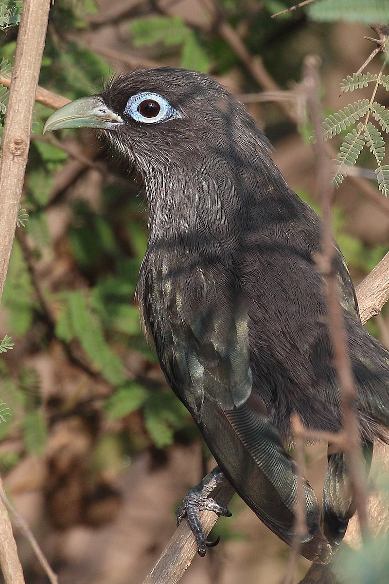 Blue-faced Malkoha - ML251677051
