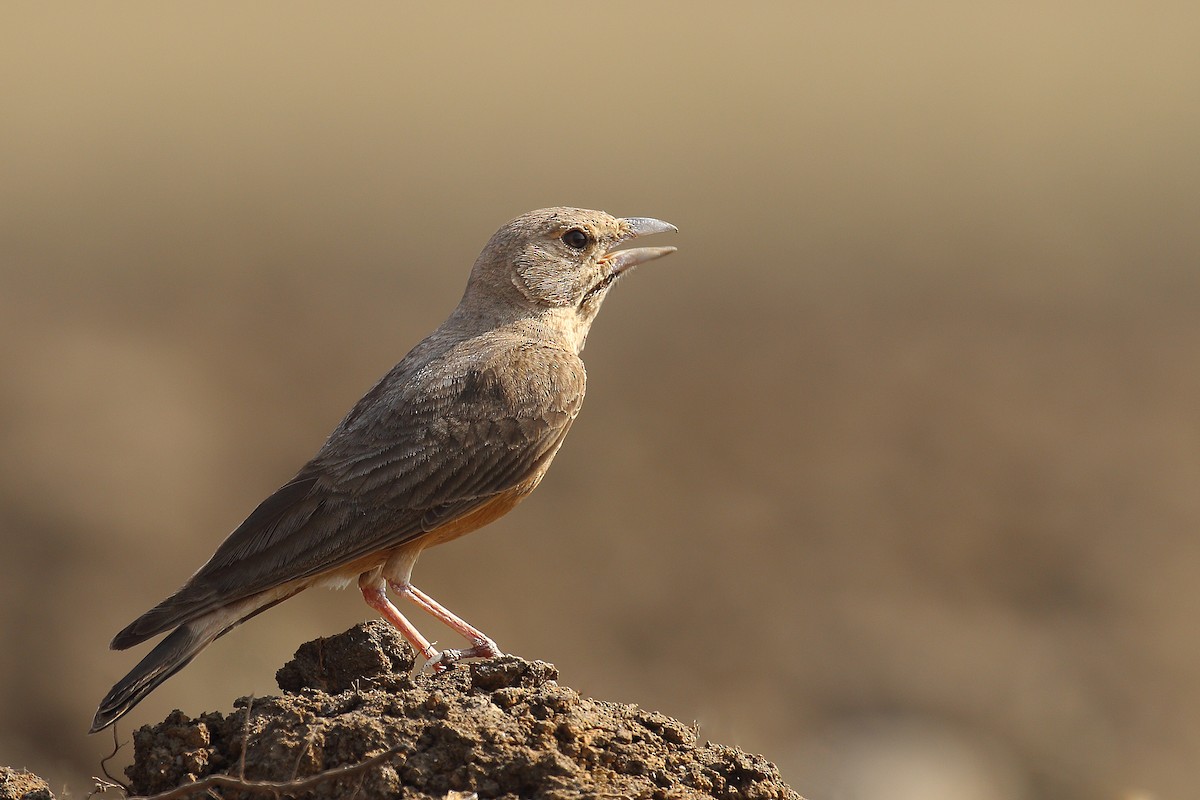 Rufous-tailed Lark - ML251677851