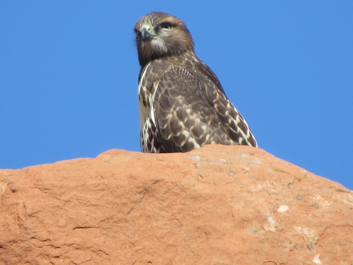 Red-tailed Hawk - ML251678281
