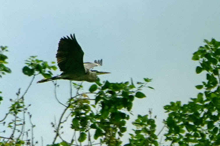 Garza Azulada - ML251678451