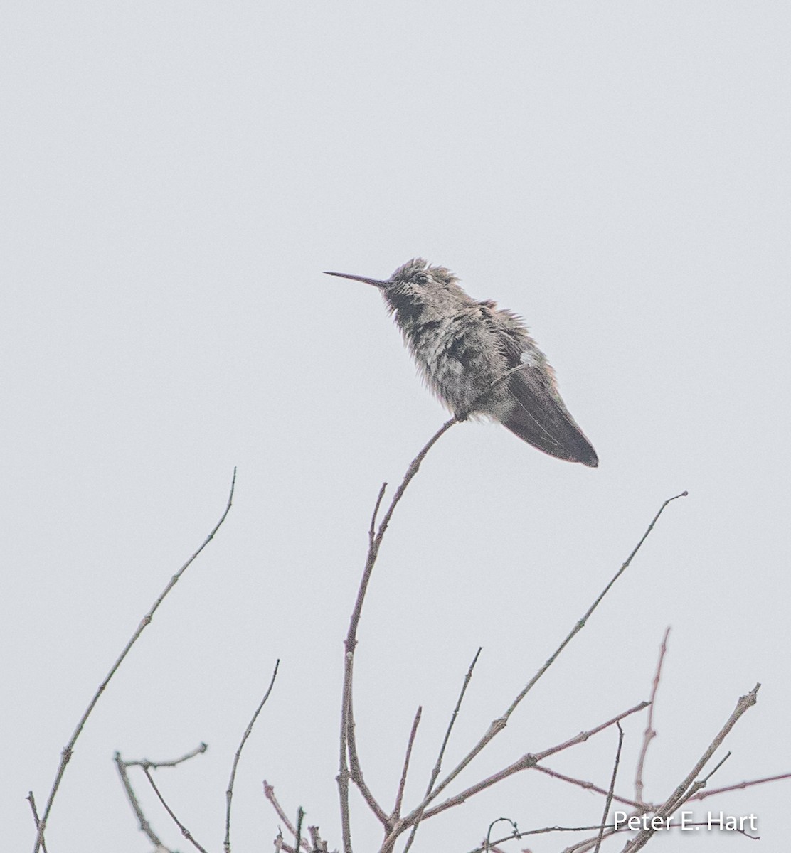 Anna's Hummingbird - Peter Hart