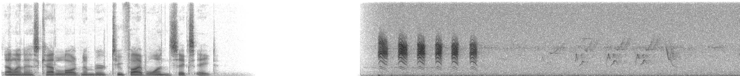 Flötenstärling (auricollis) - ML25168