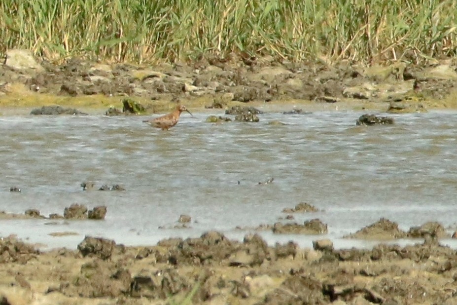 Curlew Sandpiper - Letty Roedolf Groenenboom