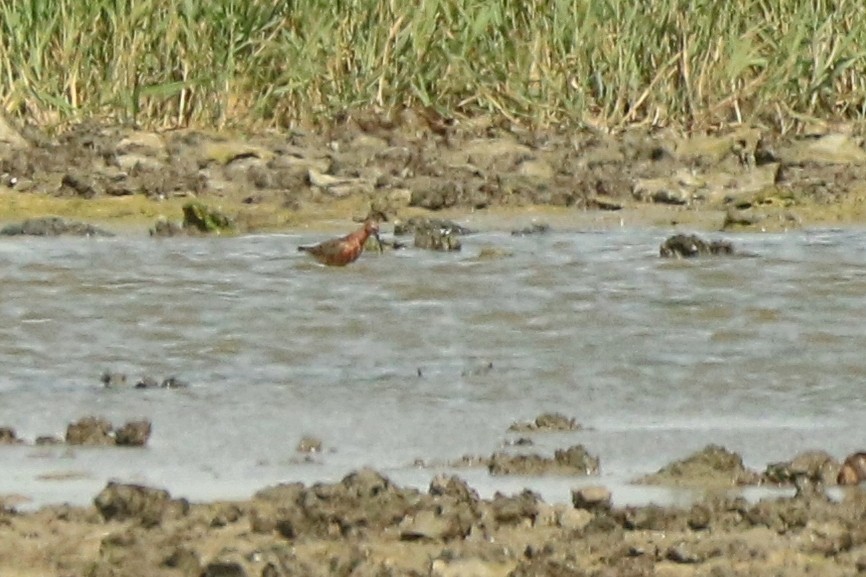 Curlew Sandpiper - ML251680071