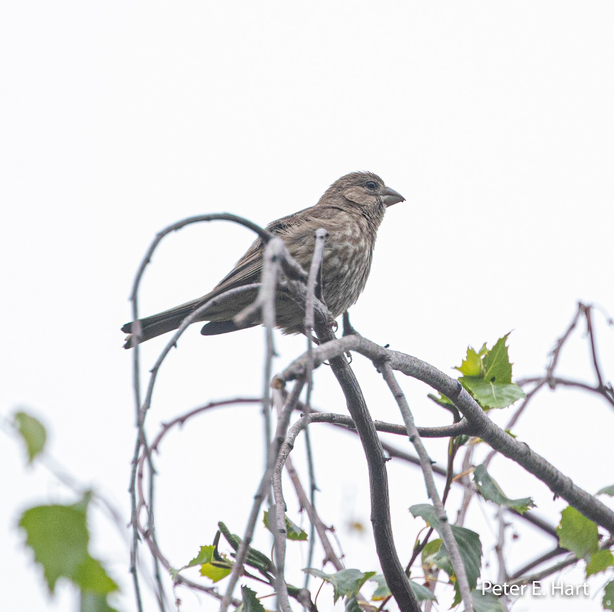 House Finch - ML251680201