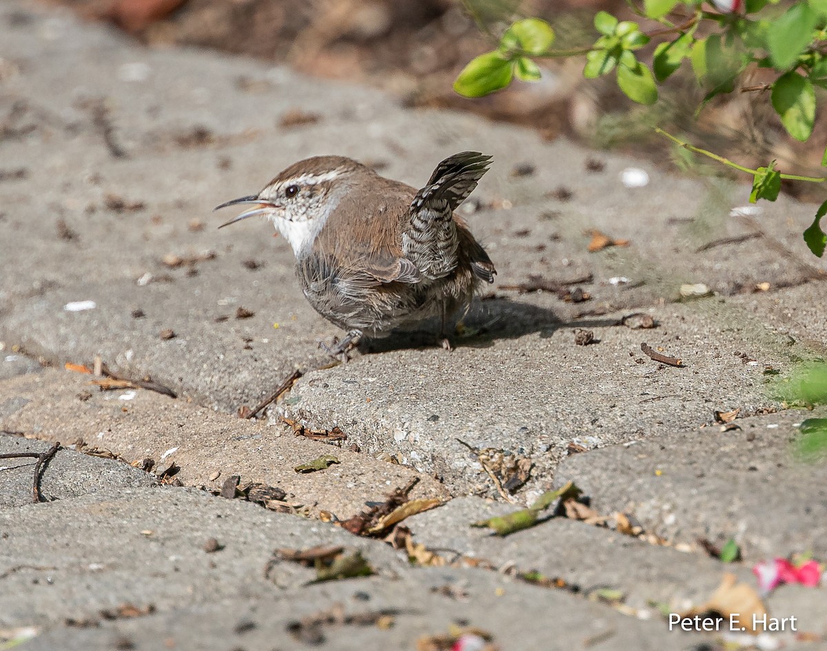 Bewick's Wren - Peter Hart