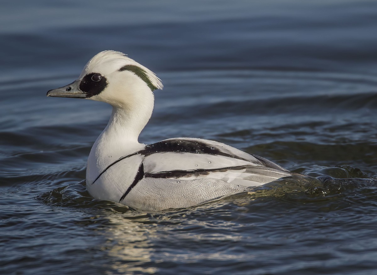 Smew - ML251680751