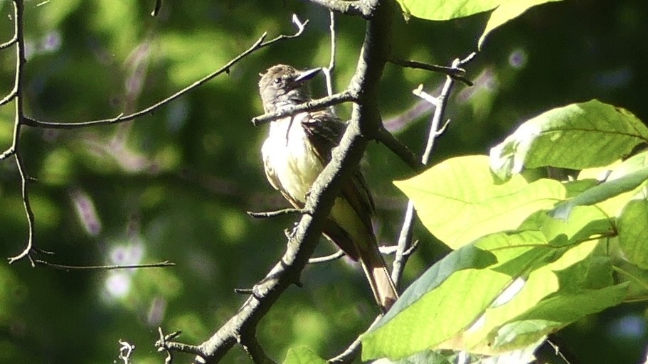 Great Crested Flycatcher - ML251681041