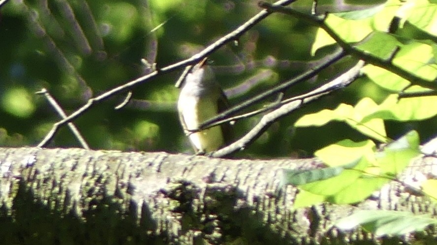 Great Crested Flycatcher - ML251681051