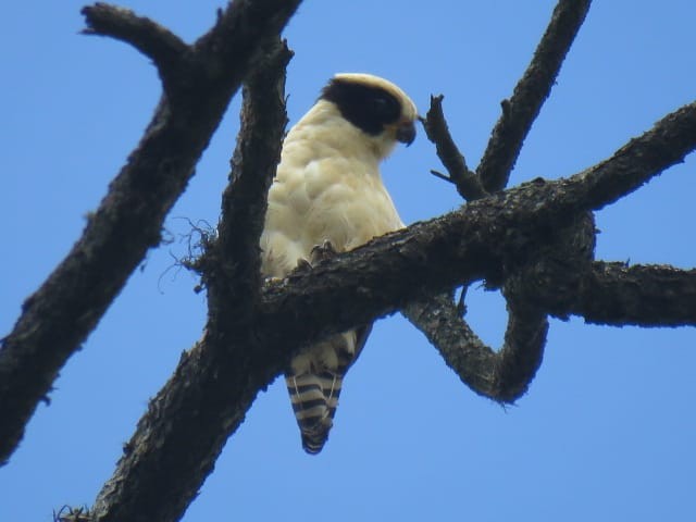 Laughing Falcon - ML251681791