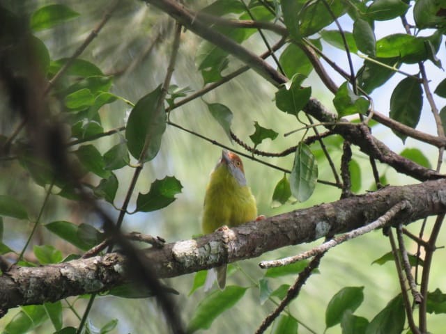 Rufous-browed Peppershrike - ML251681941