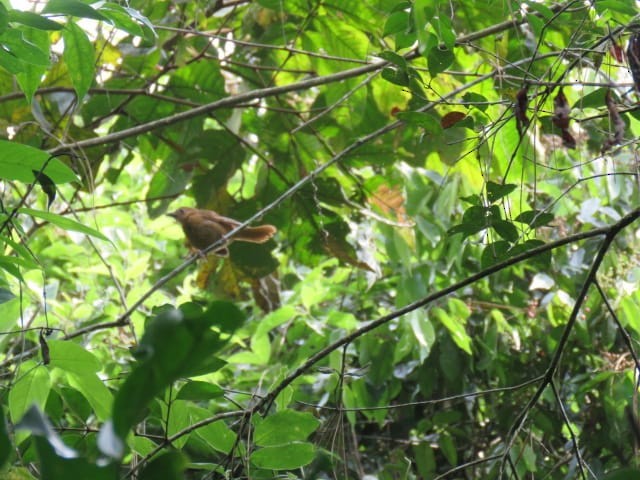 Red-crowned Ant-Tanager - ML251682191