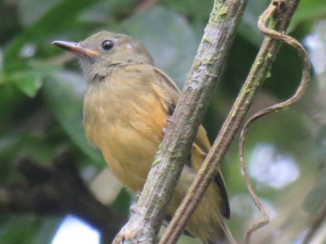 Ochre-bellied Flycatcher - ML251682631