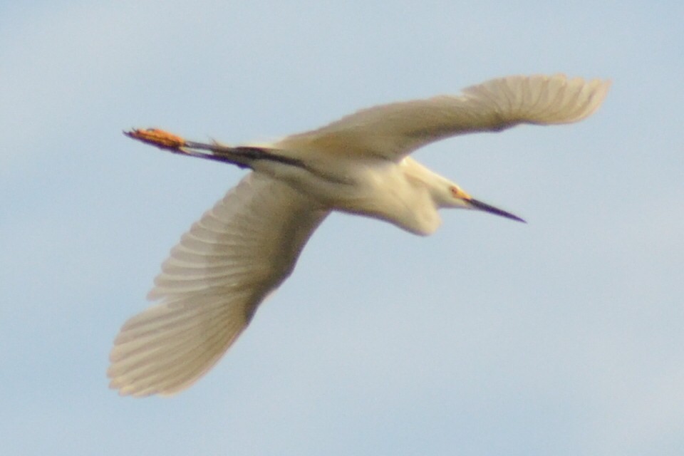 Snowy Egret - ML251684021